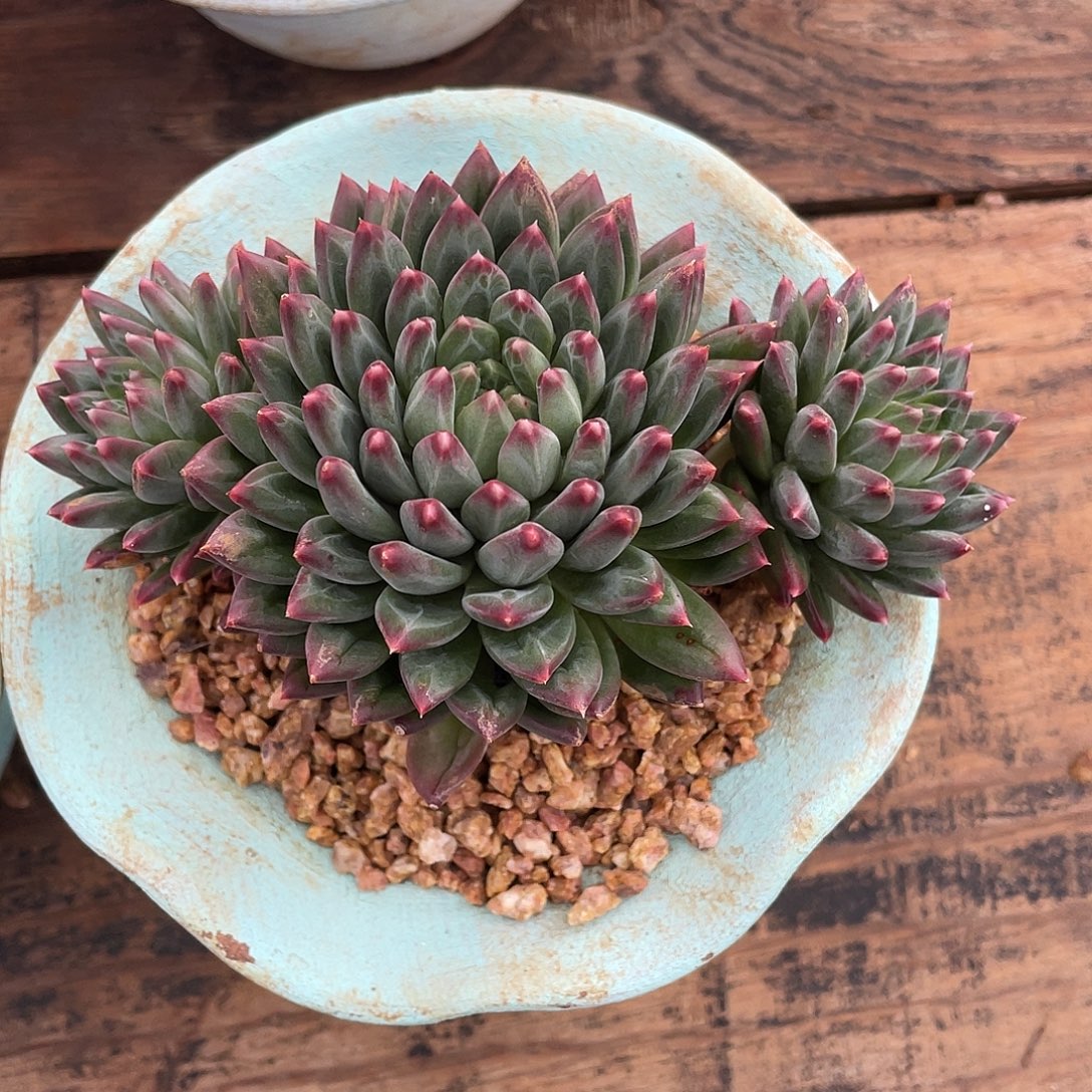 多肉植物一物一拍