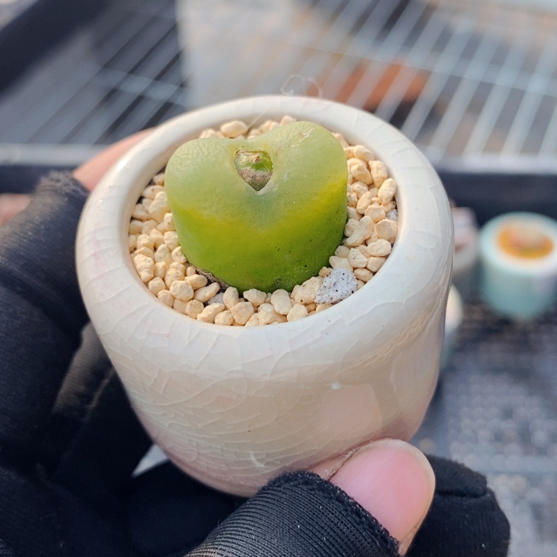 3310--一物一拍 带盆