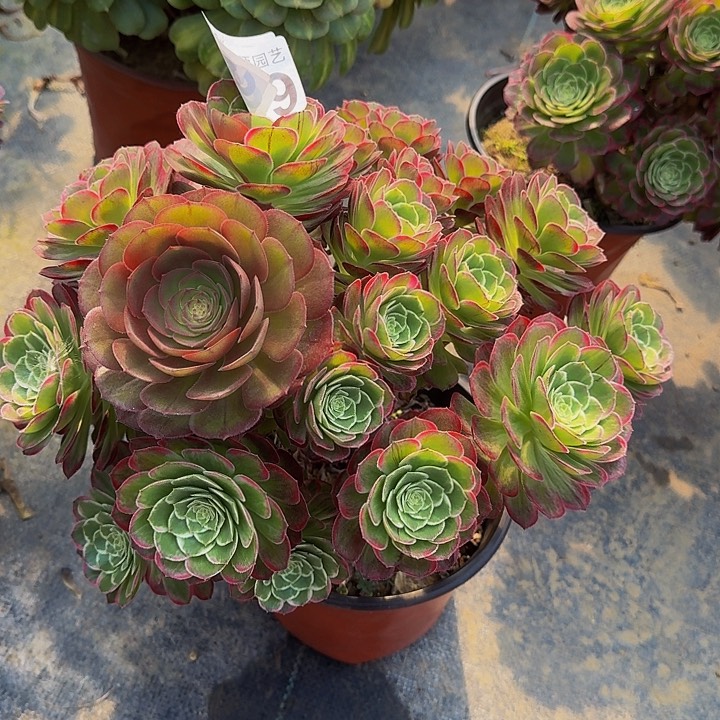 000000000509万花筒