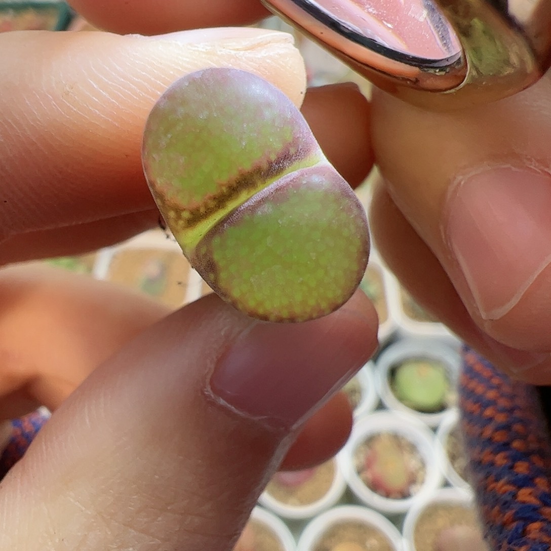 【闪购商品】120 大紫红