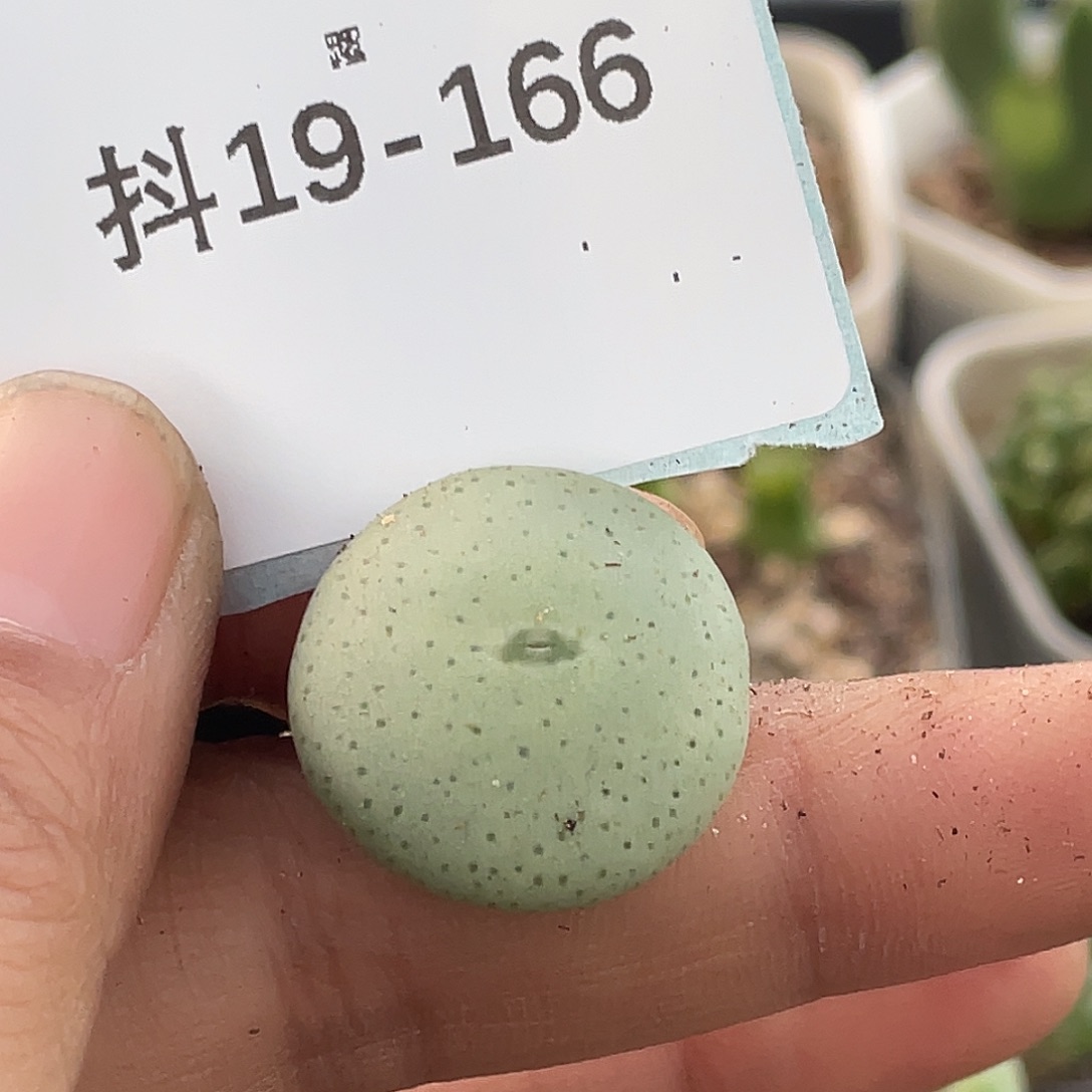 19-166饼多肉植物肉锥