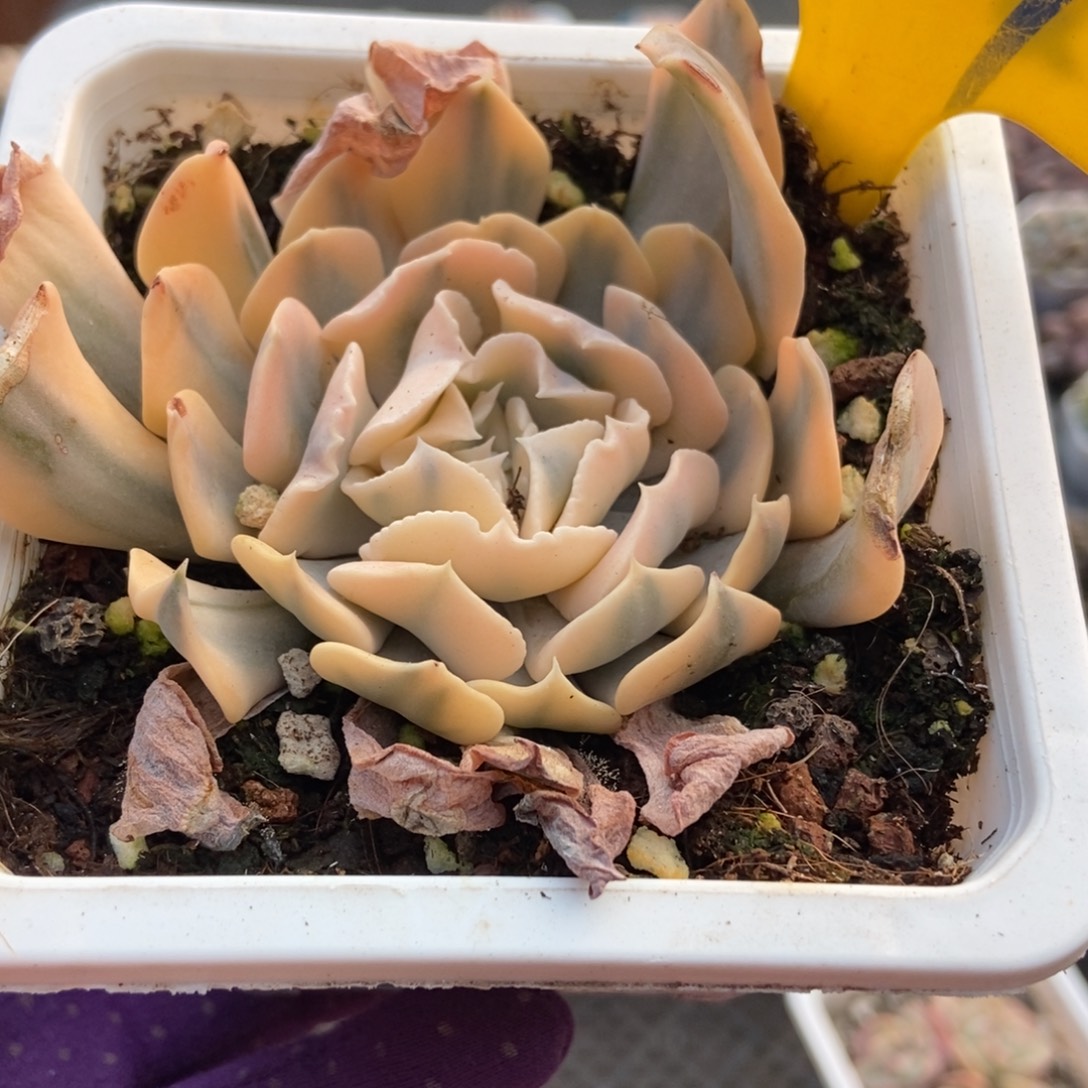 929利比亚锦多肉植物