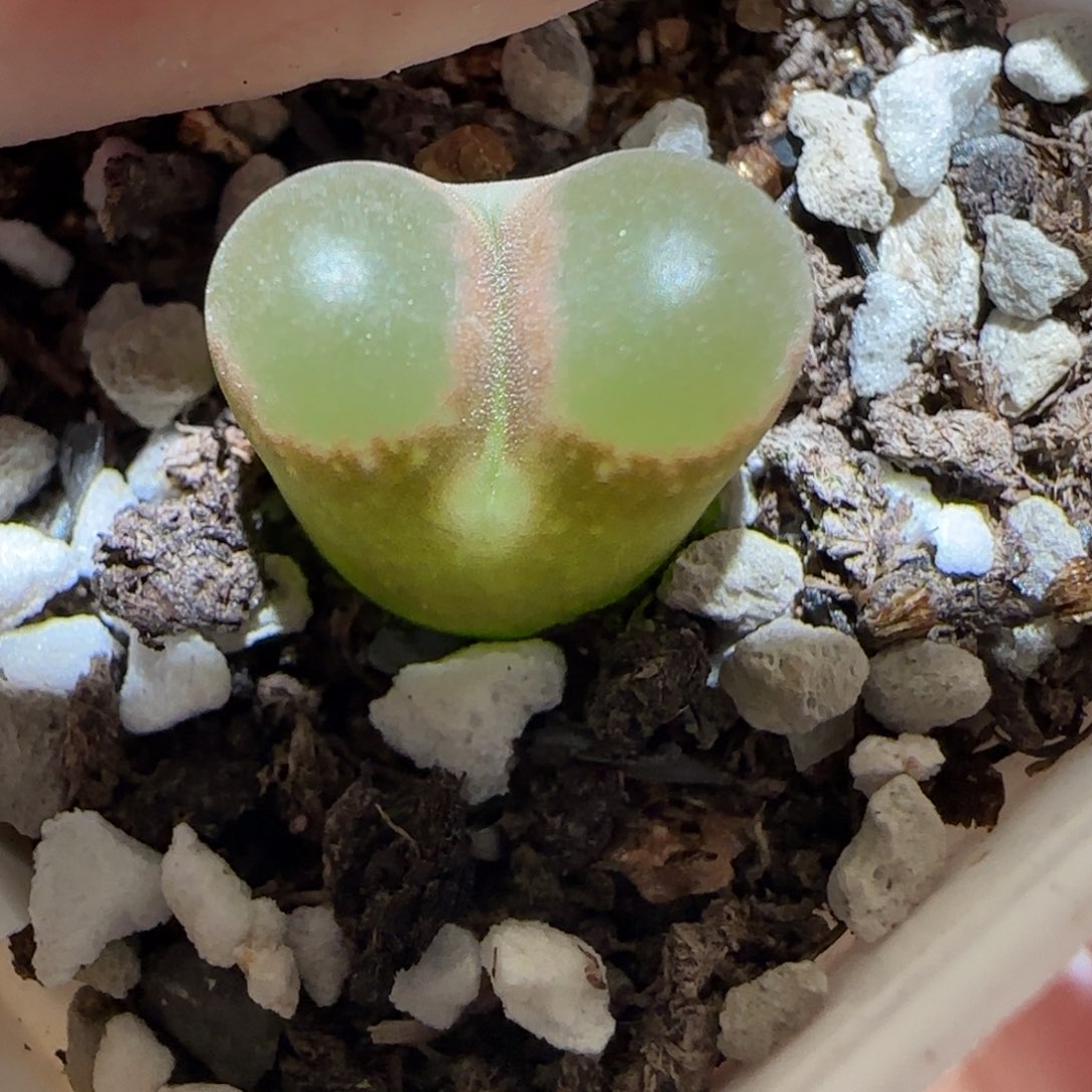 肉锥多肉植物百科5-磁铁448