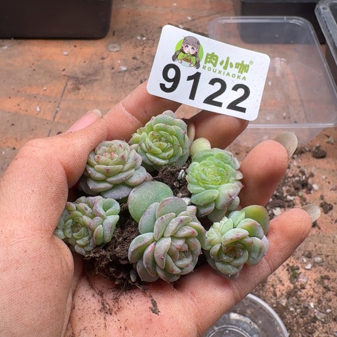 多肉植物多肉植物