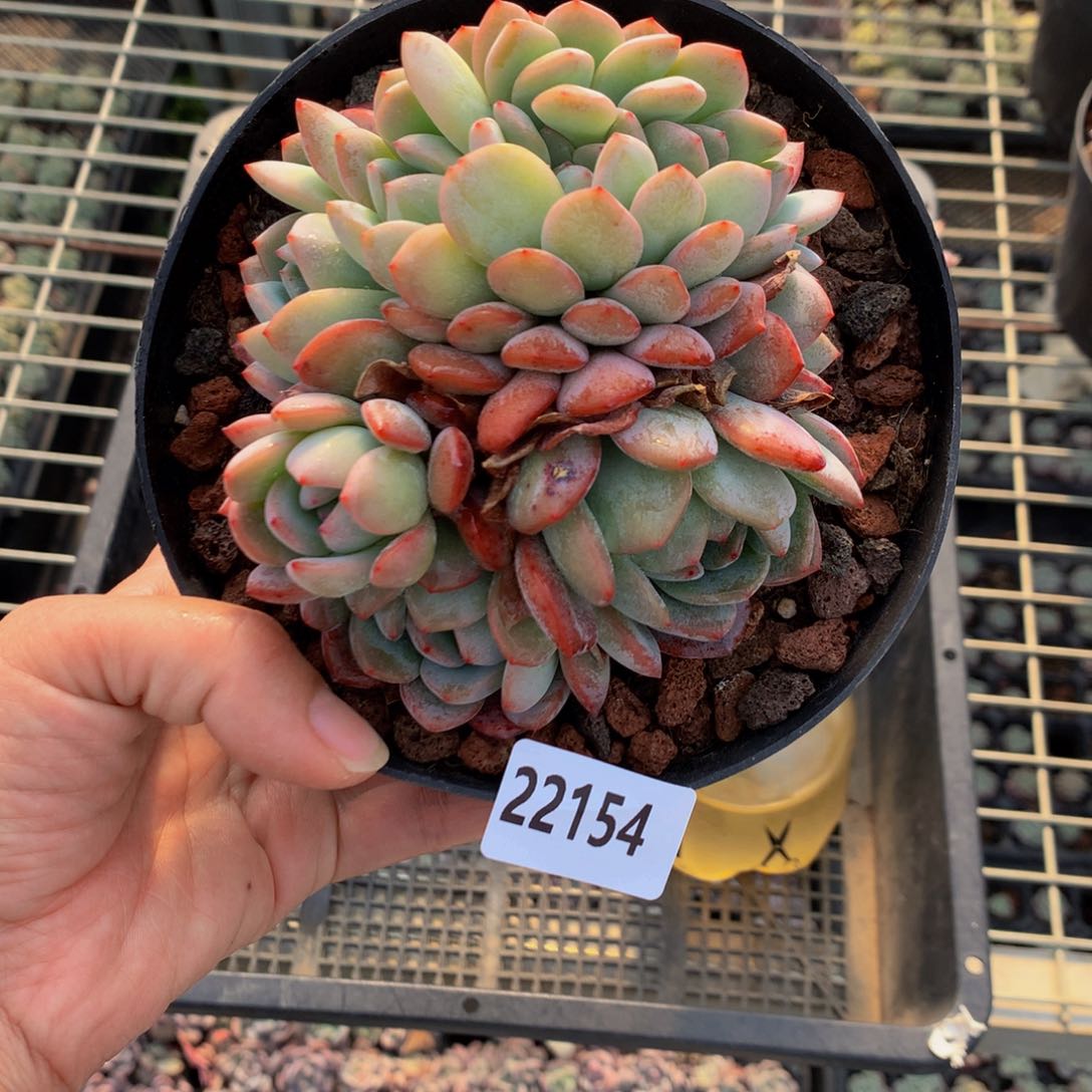 22154全明星嗯嗯嗯