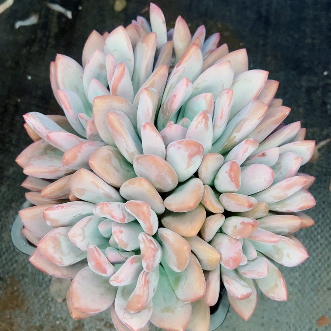 奥普6头，多肉植物
