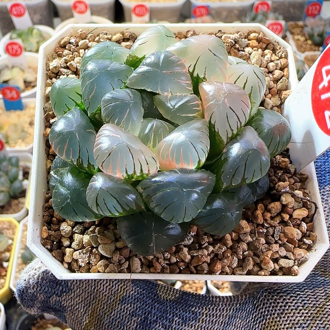 472大窗冰灯玉露锦 6 厘米左右一物一拍带盆发货