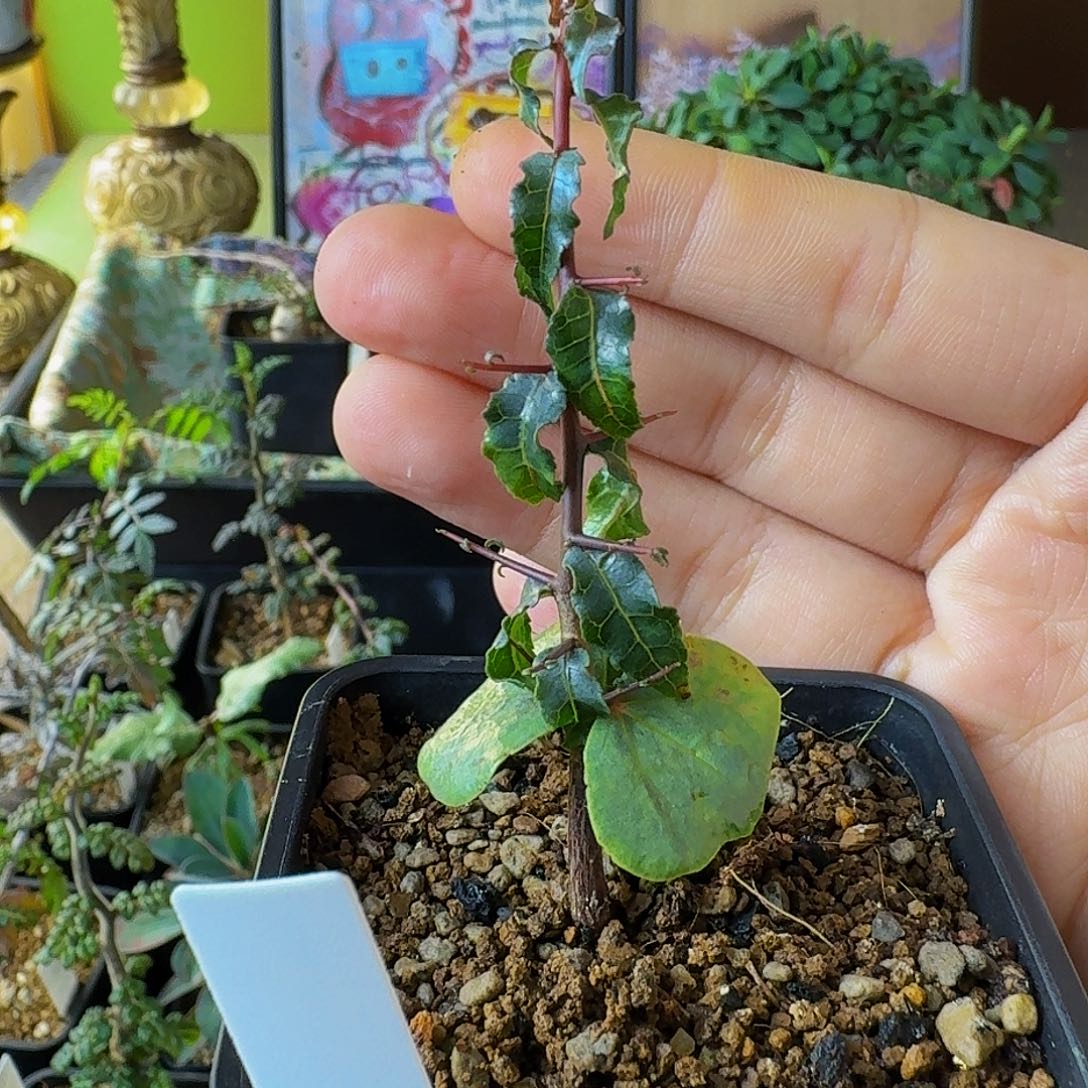 看***装实生aurum 顺丰空运包邮