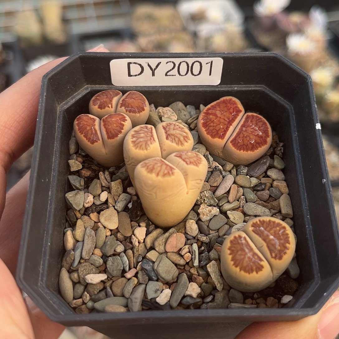 一物一拍菊母本2001红窗菊