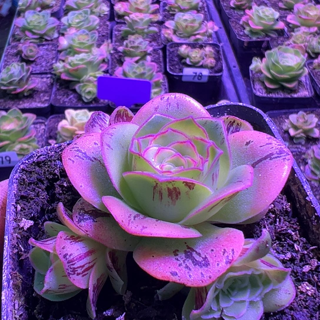 红叶90山地玫瑰多肉