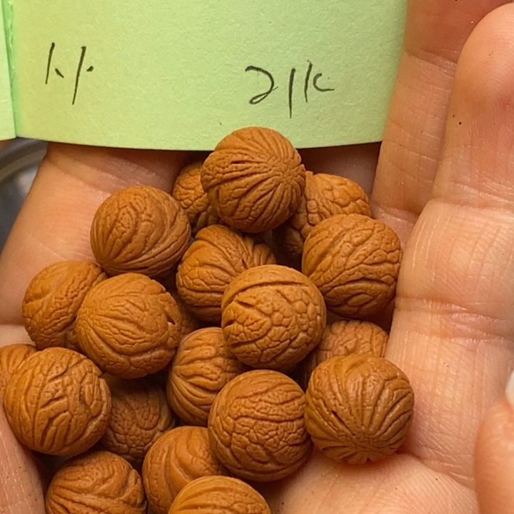 手串文玩核桃秦嶺龍紋桃核11尺寸