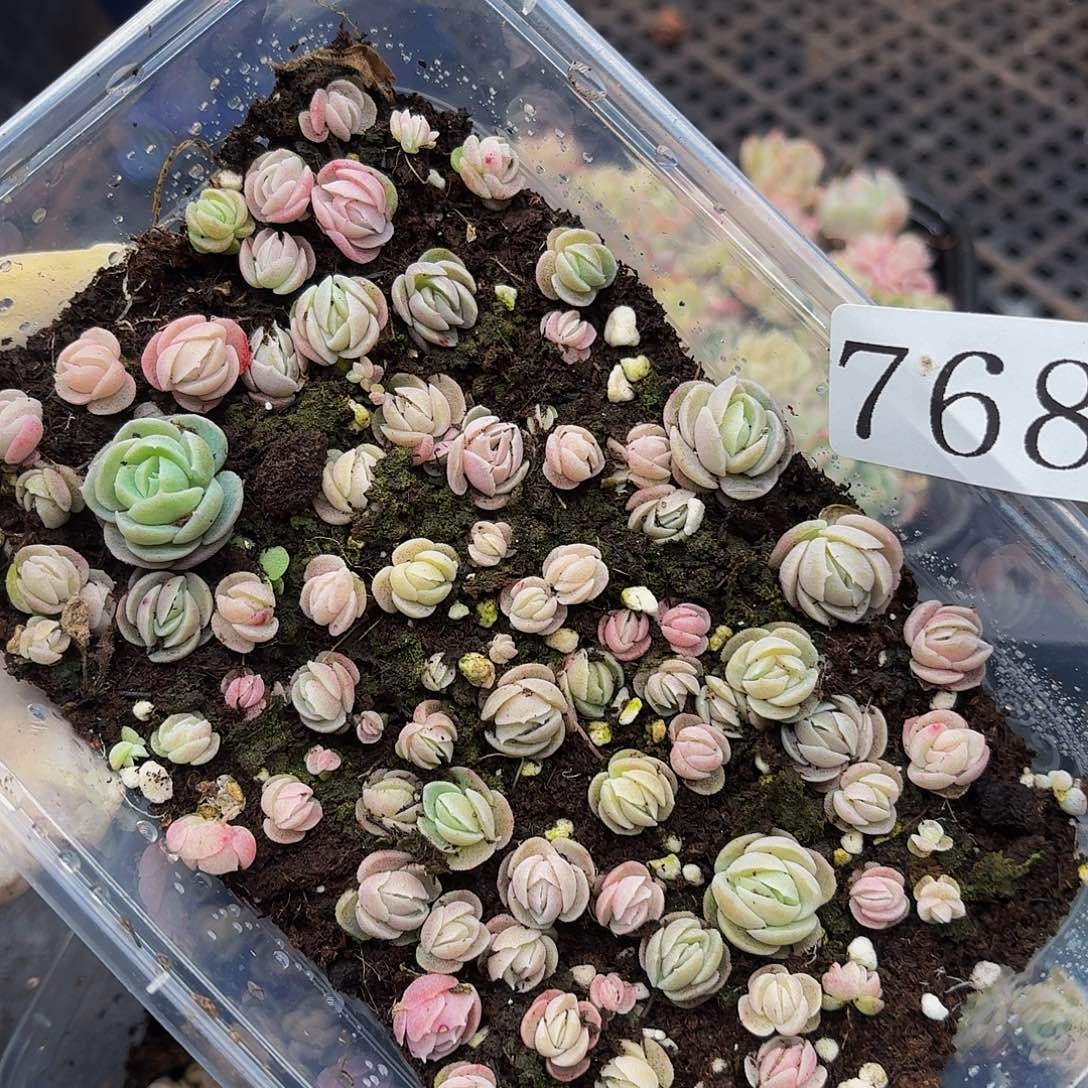 多肉植物多肉植物768