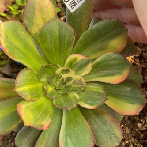 519绍羞拉丝七彩满25包邮多肉