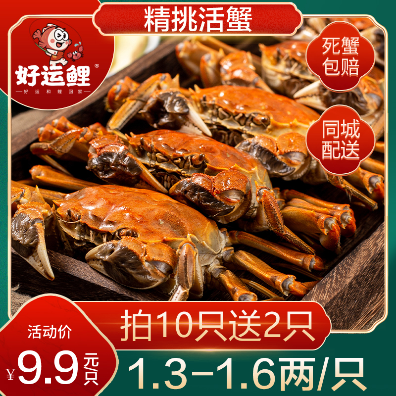 【活蟹】[好运鲤]鲜活大闸蟹 母蟹 1.3-1.6两/只 1只装 拍10送2只 同城送