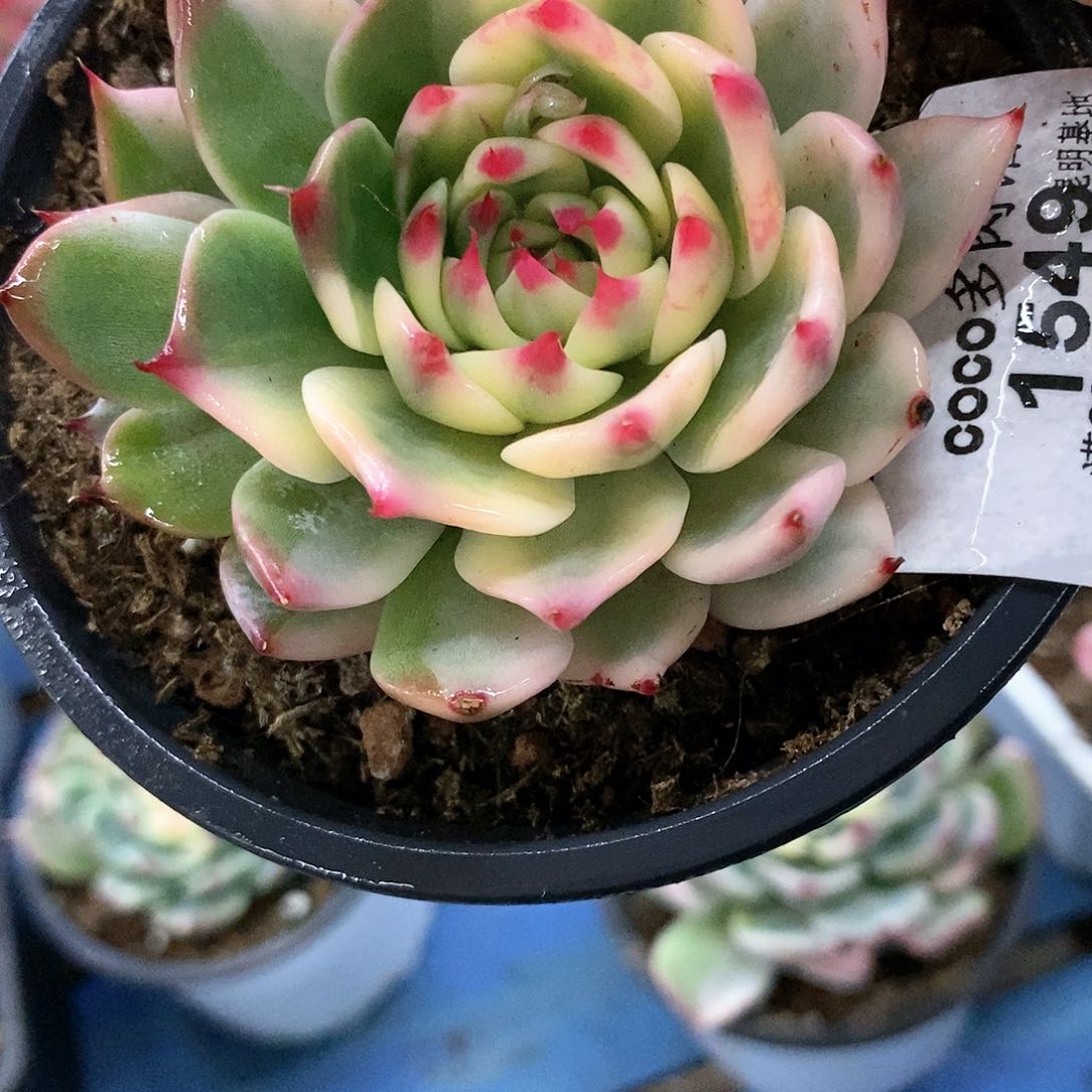 1549娃娃锦多肉植物哇啦塞