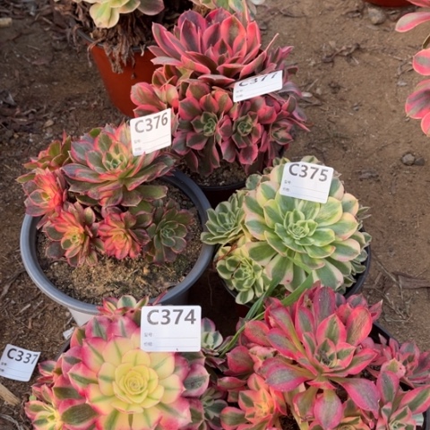 多肉植物倾城黑魔锦五个