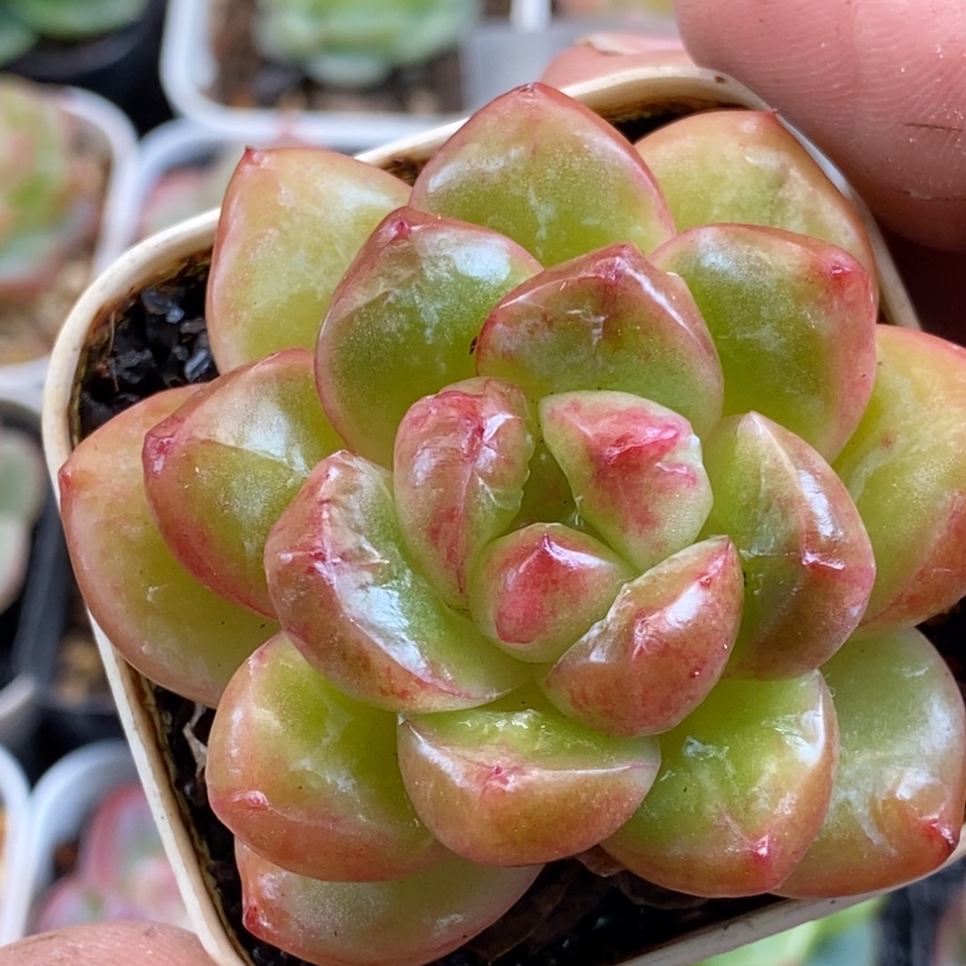 天官赐福百无禁忌