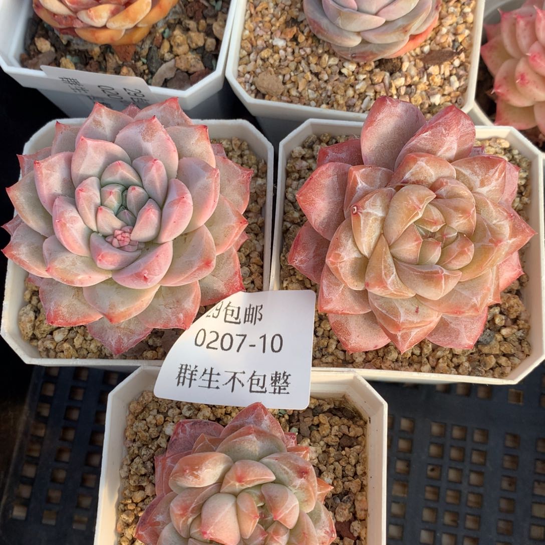 0207-10 粉钻三颗