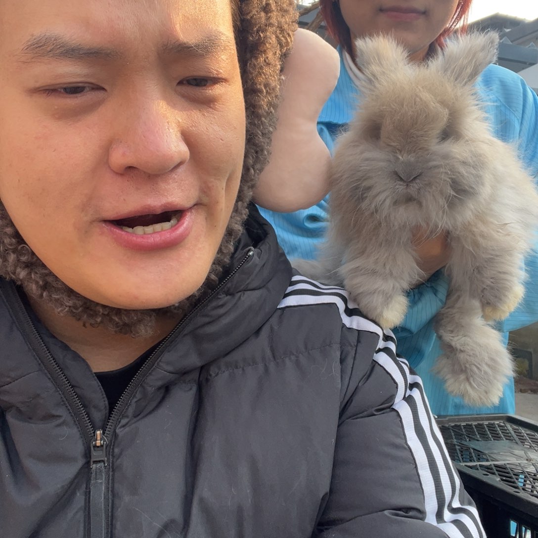 家***）双血统英系安哥拉兔