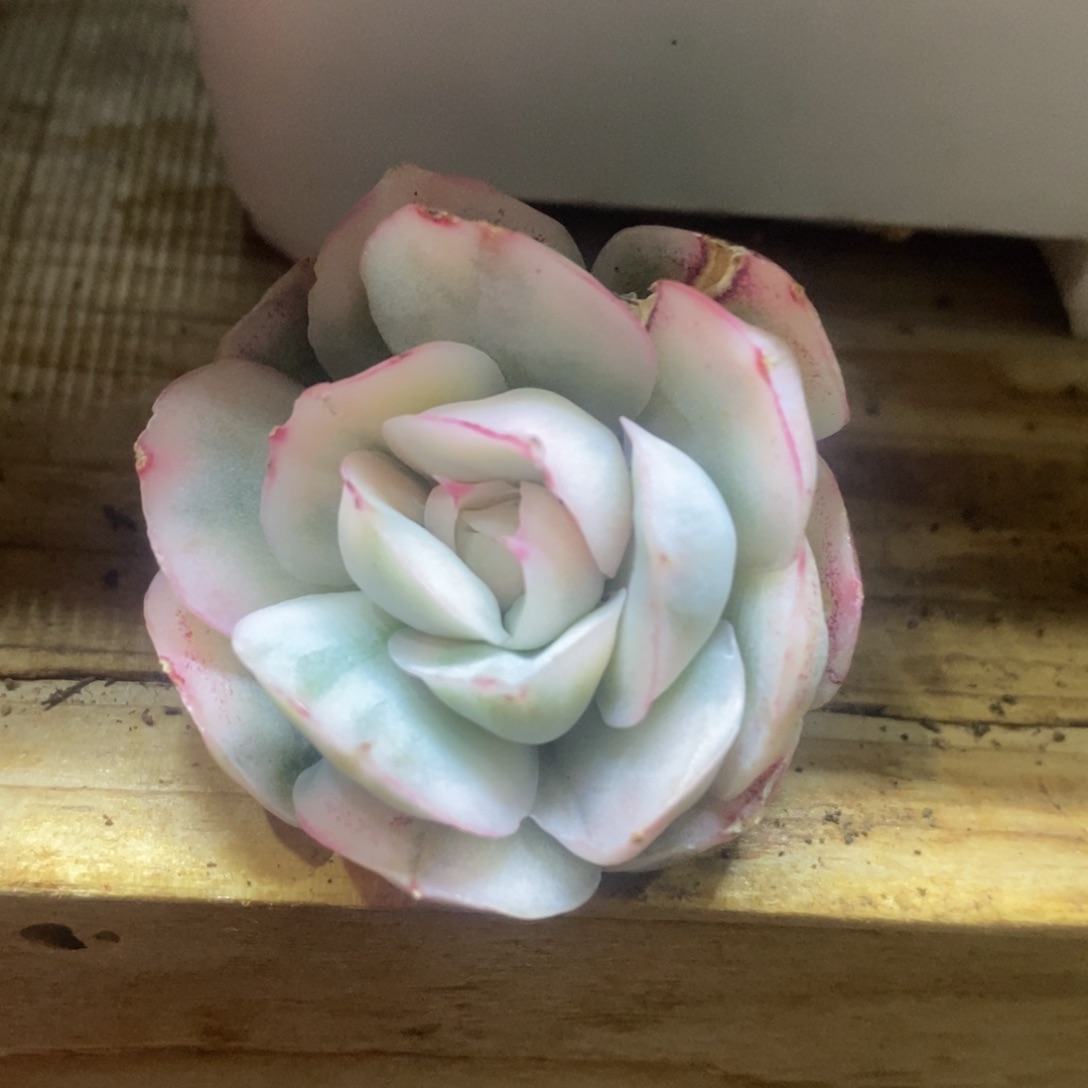 ?*X多肉植物锦 多肉