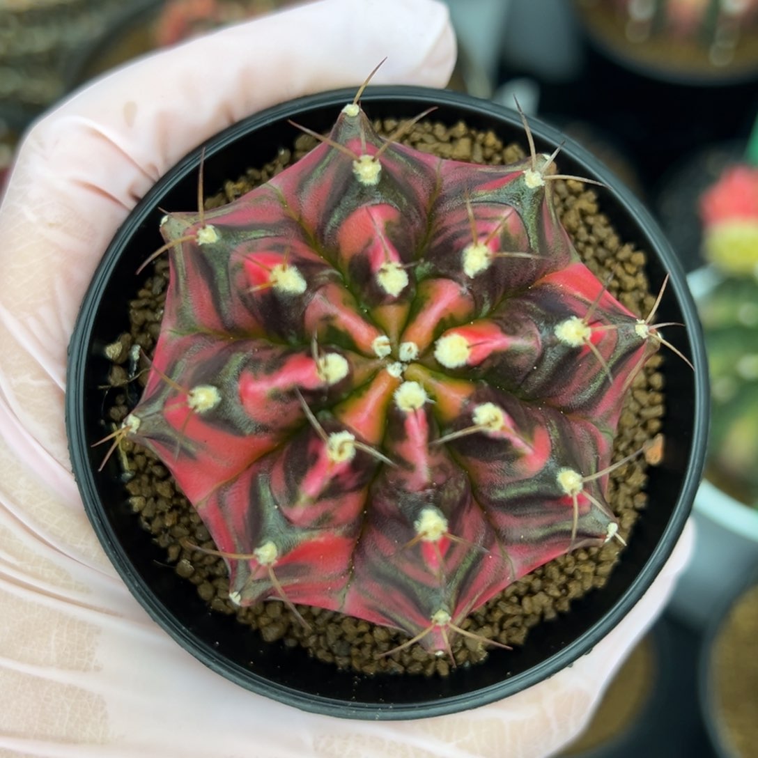 泰系米哈锦，带盆土发货