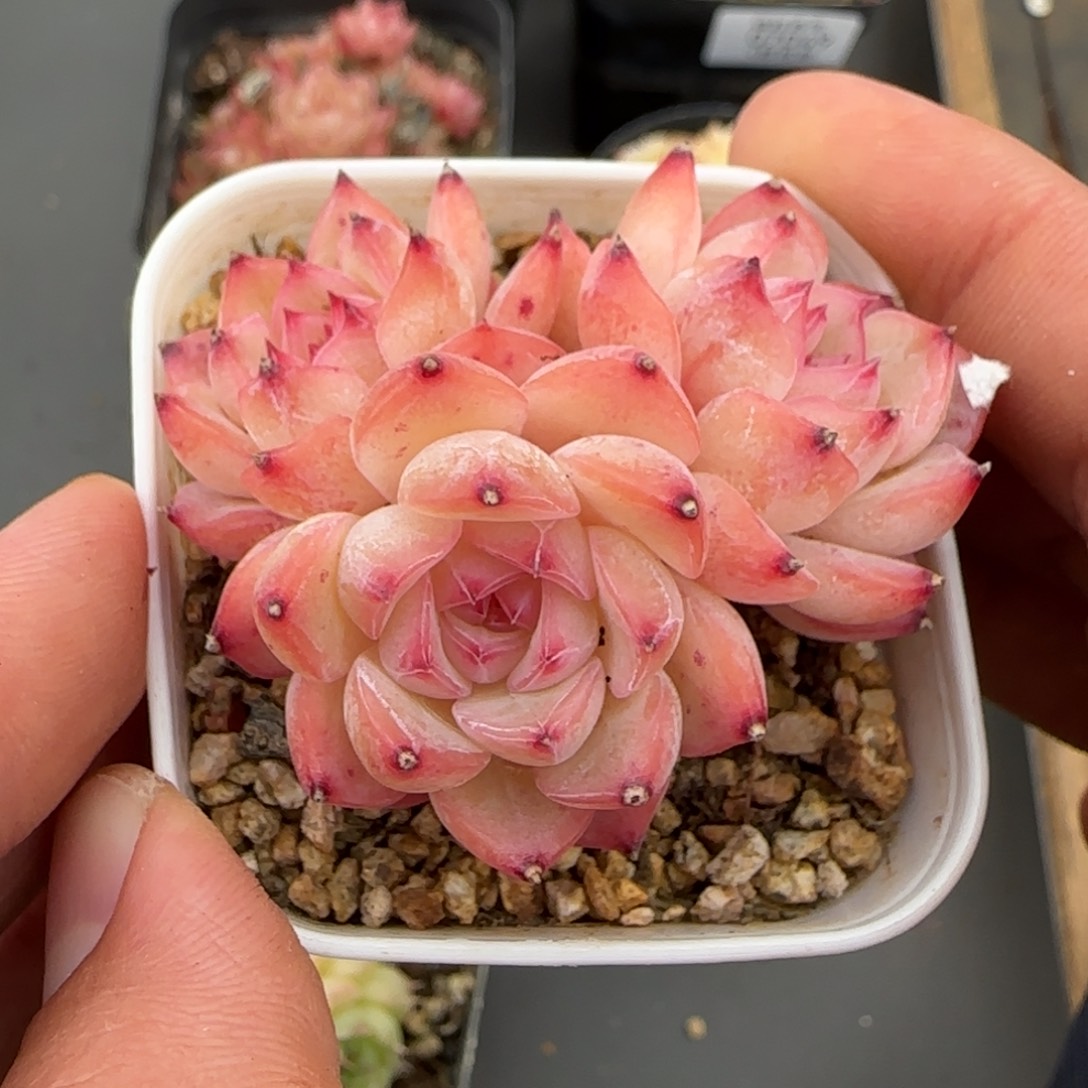 一物一拍麦秆珍妮07056