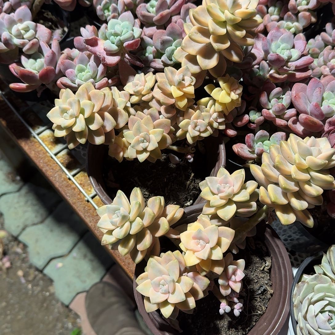 大号美杏锦特价多肉植物