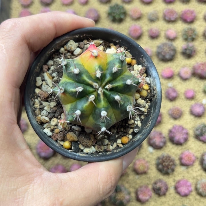 枫叶侧芽自根带盆土发货