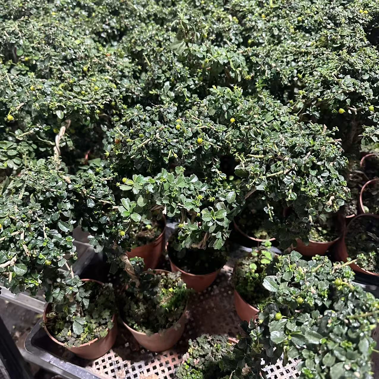 造型小叶福建茶盆栽室内造景植物适合桌面阳台好养