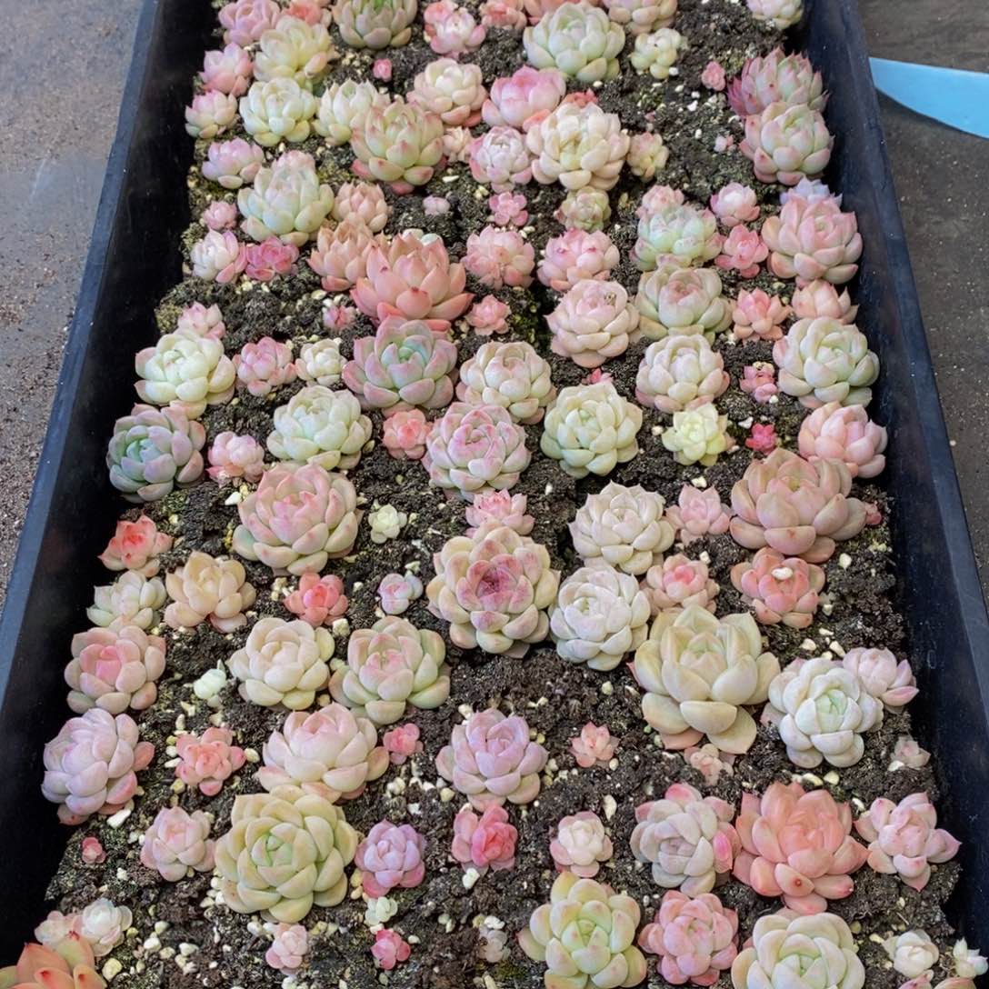 374的人和我一起