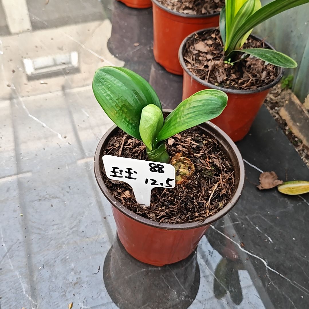 完全开放君子兰精品一年