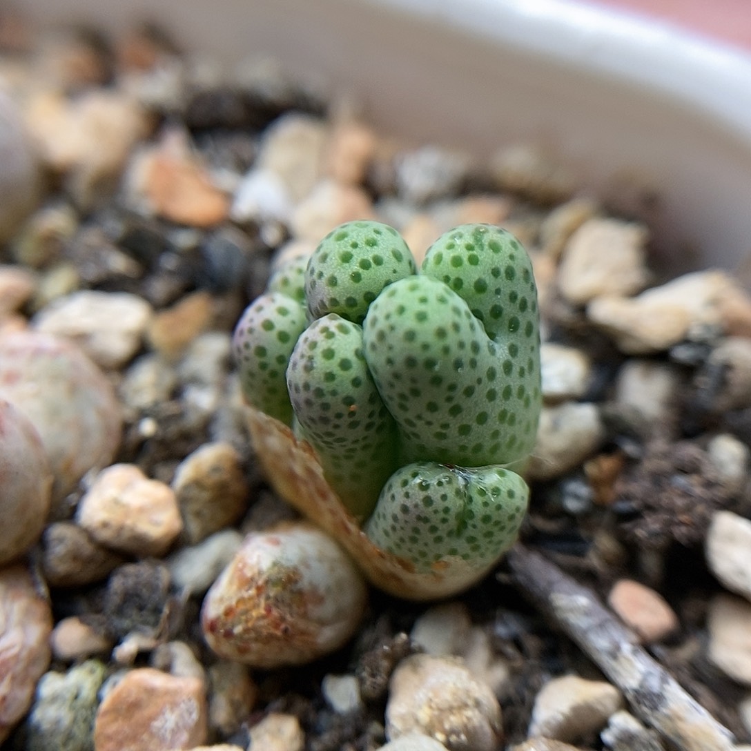 955D大型斑马一颗5头满35包邮