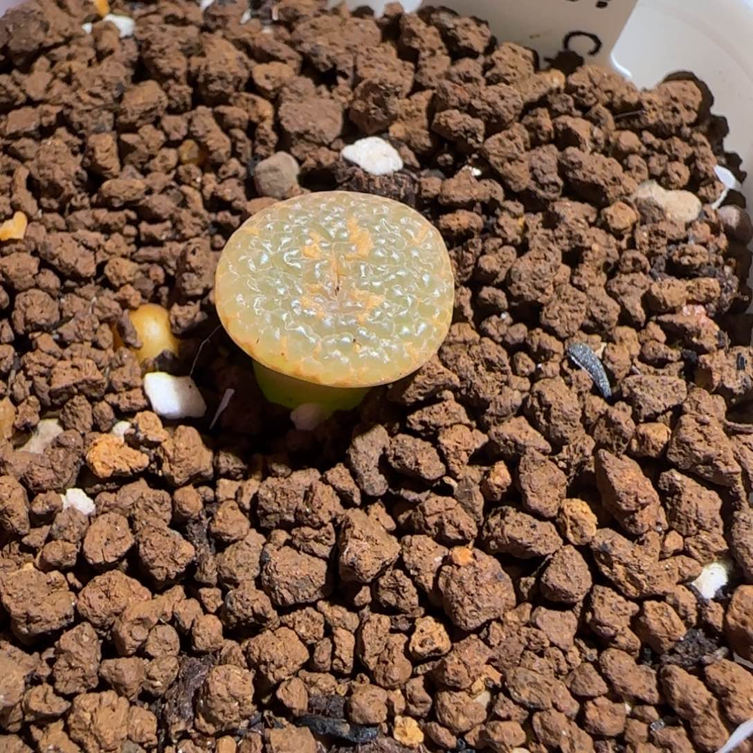 用***5肉锥多肉植物百科-942