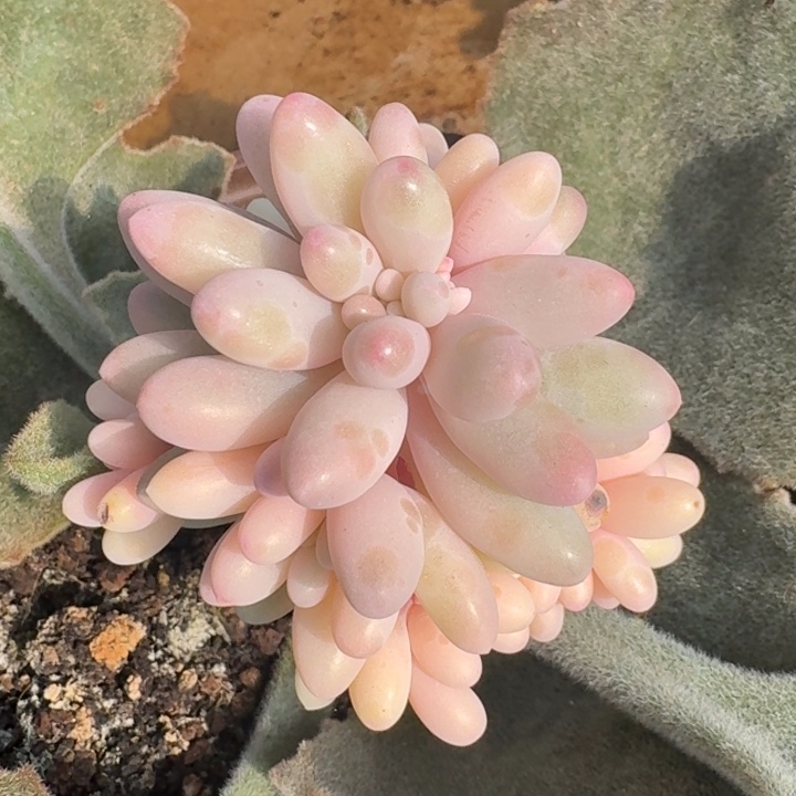 汤圆白锦一物一拍