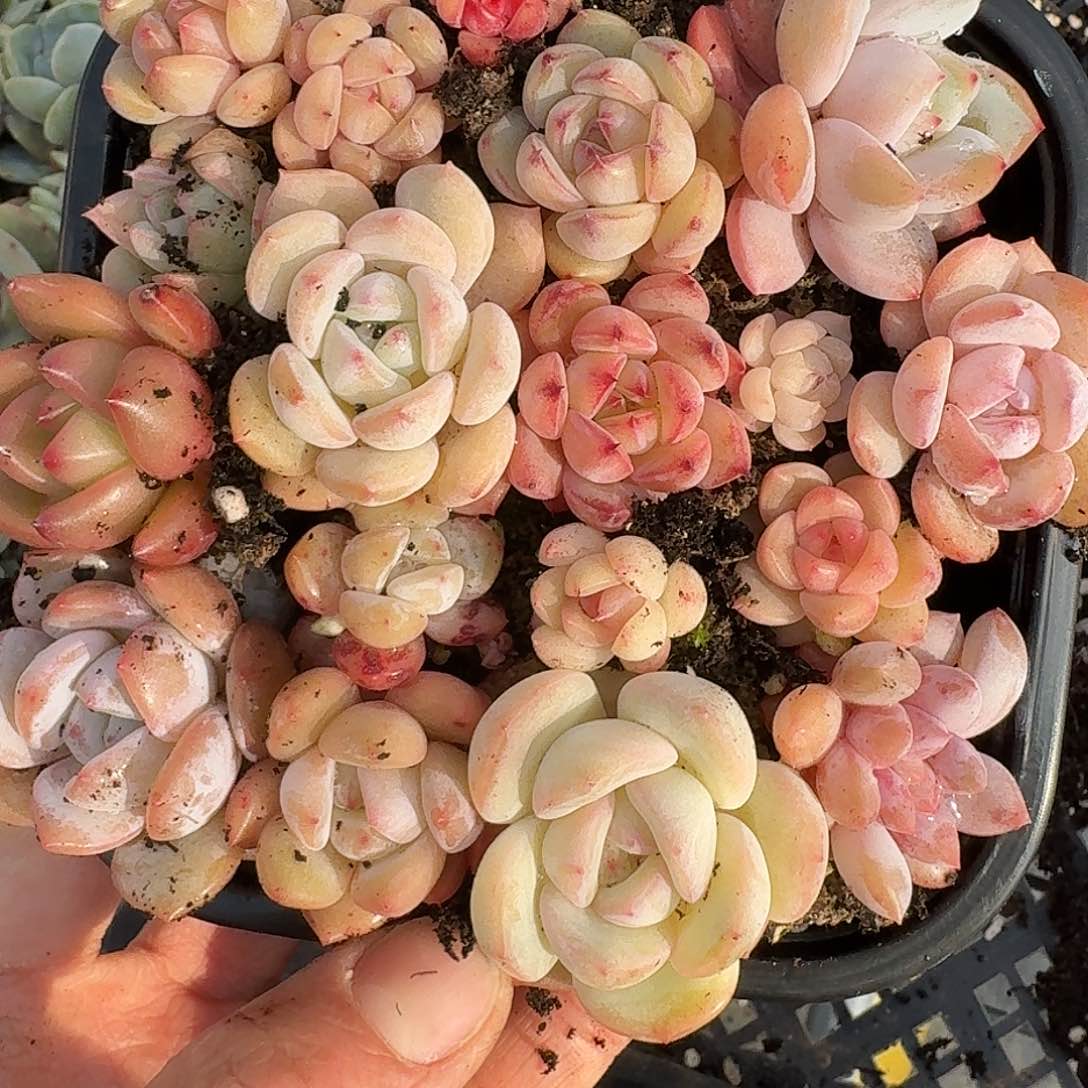 杂交新品珍妮多肉126