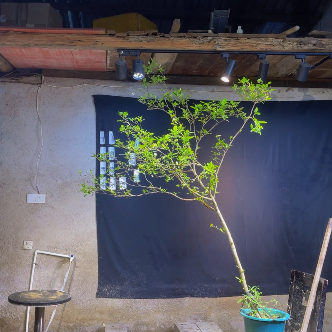 一**艺该喝喝叫姐姐