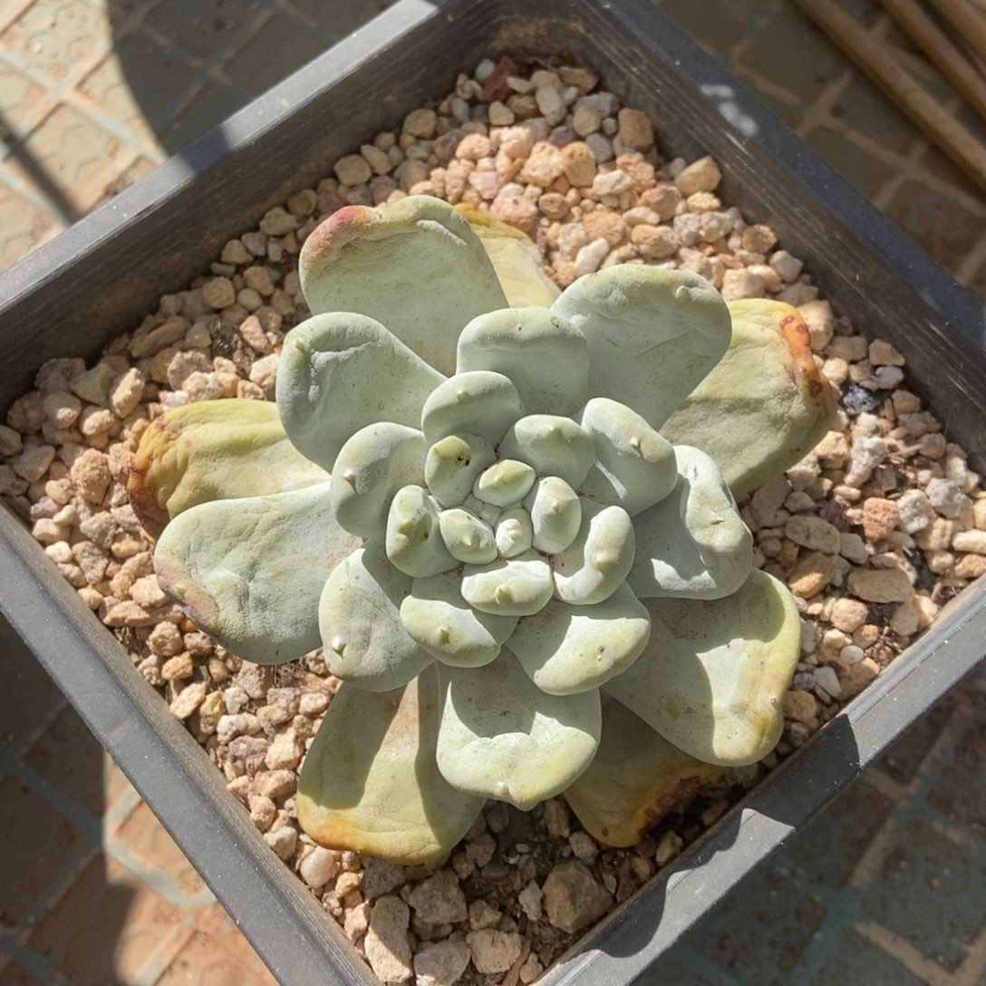 圆叶黄拇指多肉植物