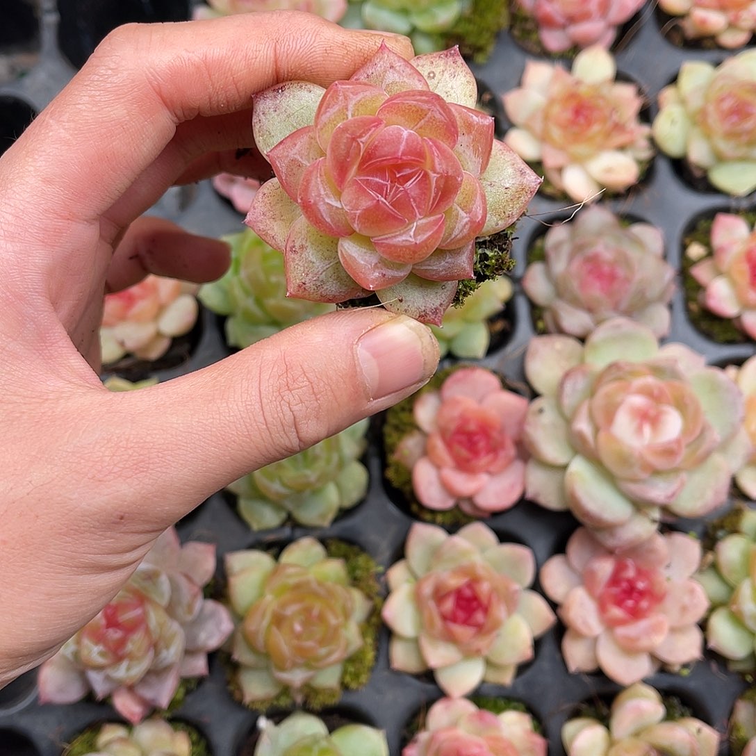 多肉植物一物一拍6-116