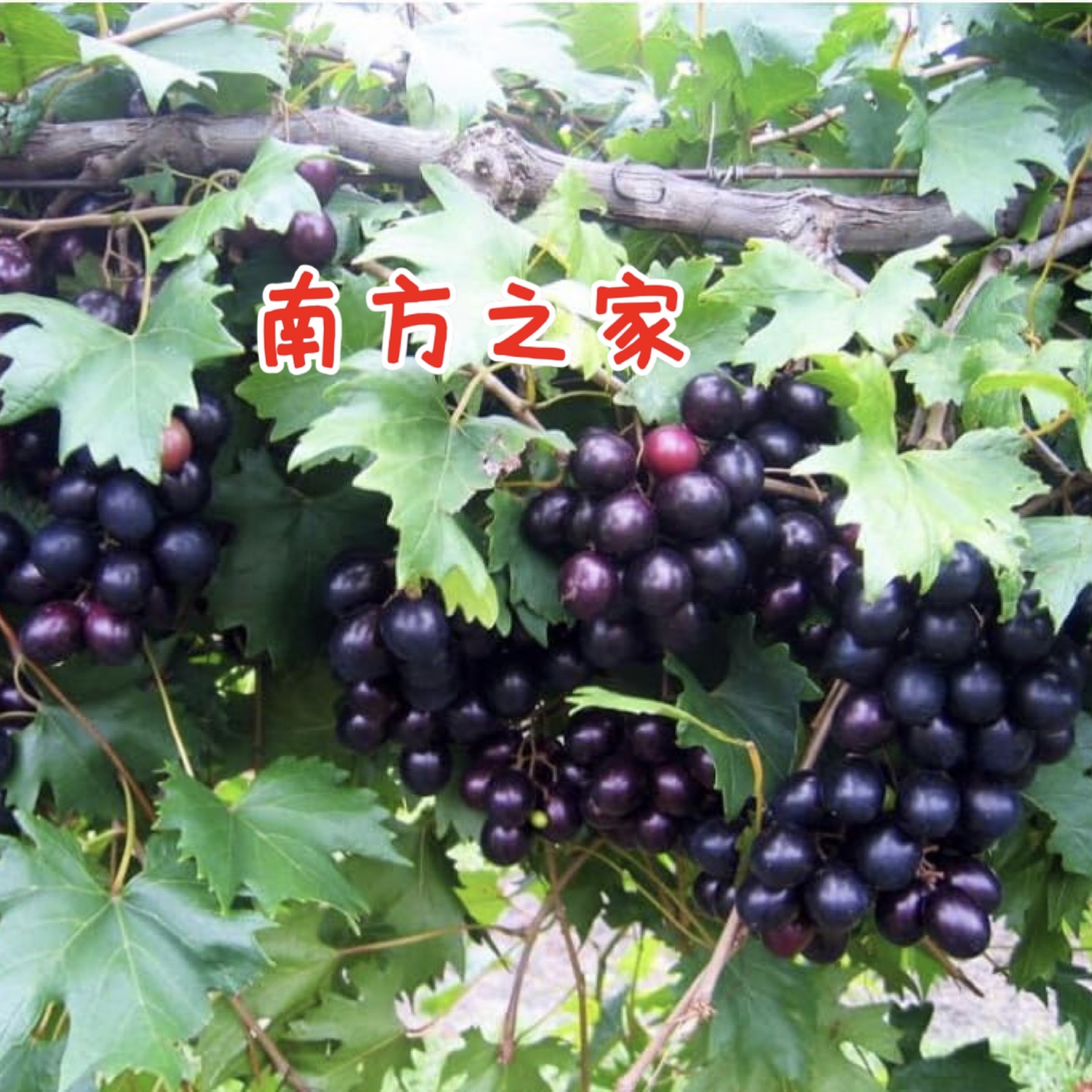 圆叶葡萄苗南方之家自粉懒人葡萄麝香葡萄庭院盆栽果树古桩农业
