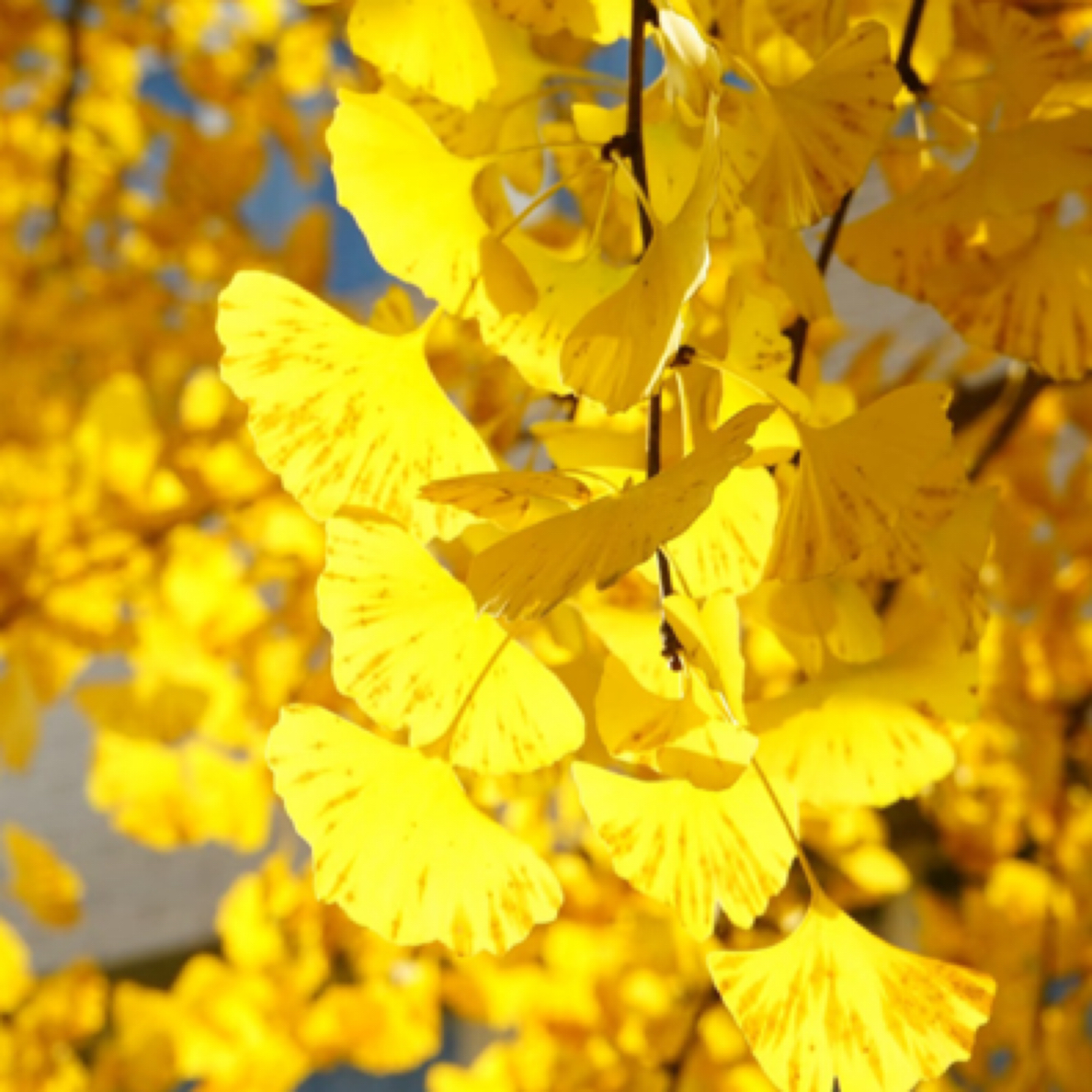 精品银杏耐寒耐旱南北方种植庭院首选绿植盆栽