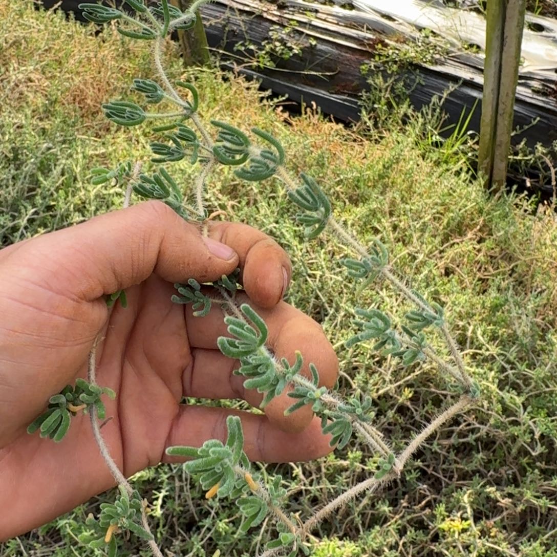 枝干藩主杏仁枝条六号箱子一箱子量拍