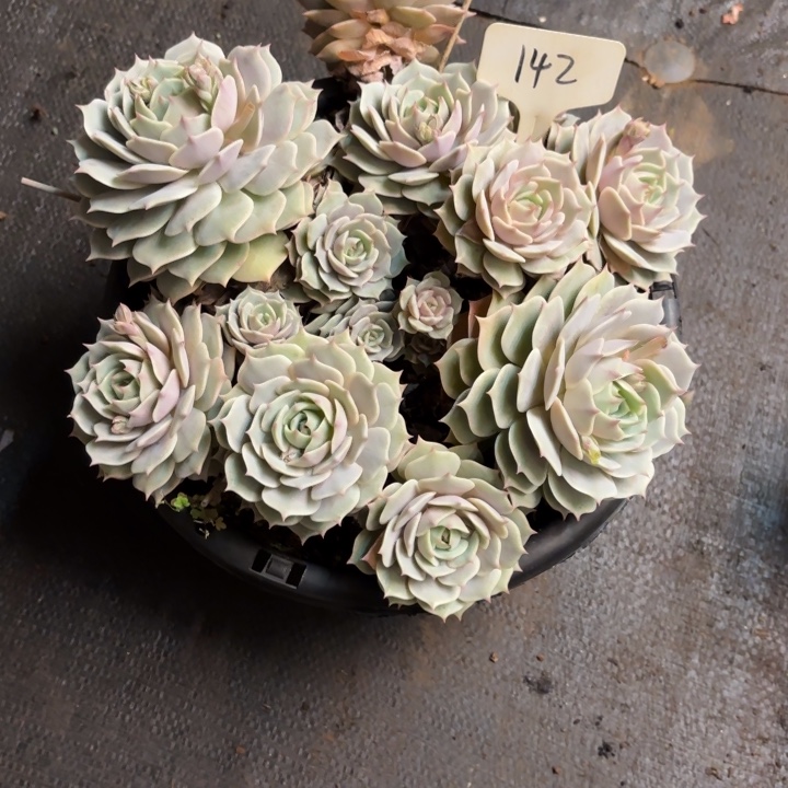 巴***雨多肉植物，露娜莲142号