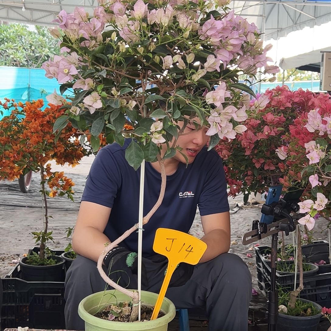 临***）大部分花苞少量开放J14苹果花