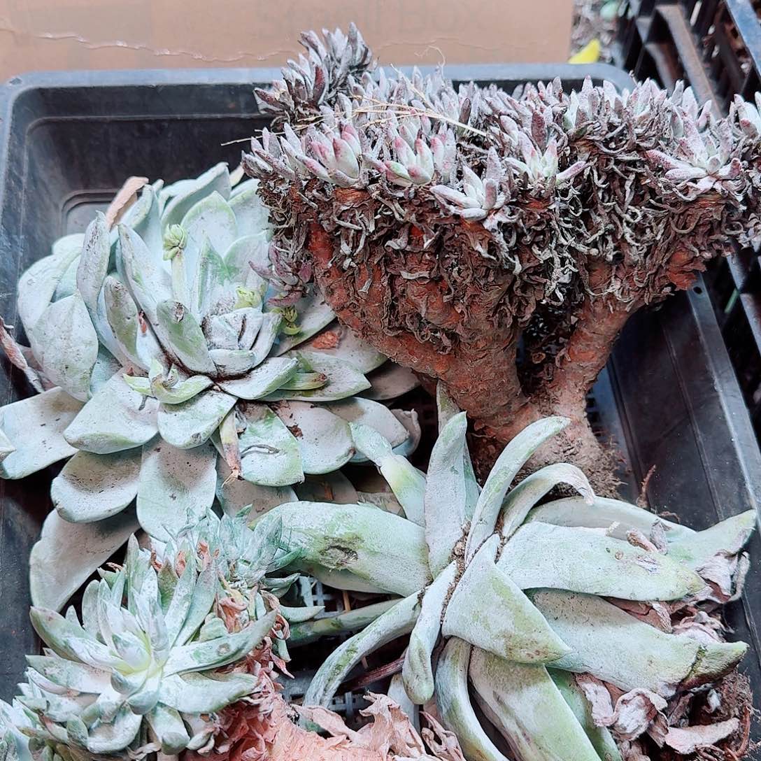 6287瑕疵框拍不售后