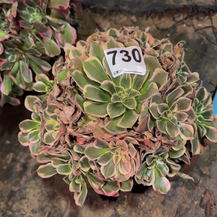 730花样年华多肉植物不售后