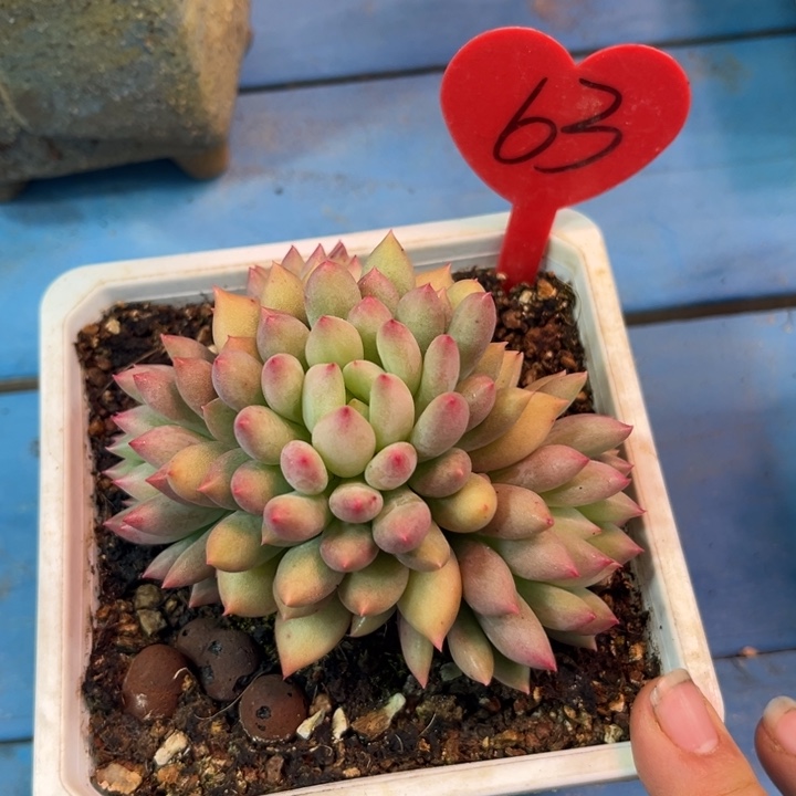 大63（cbcbcbvhbhhh