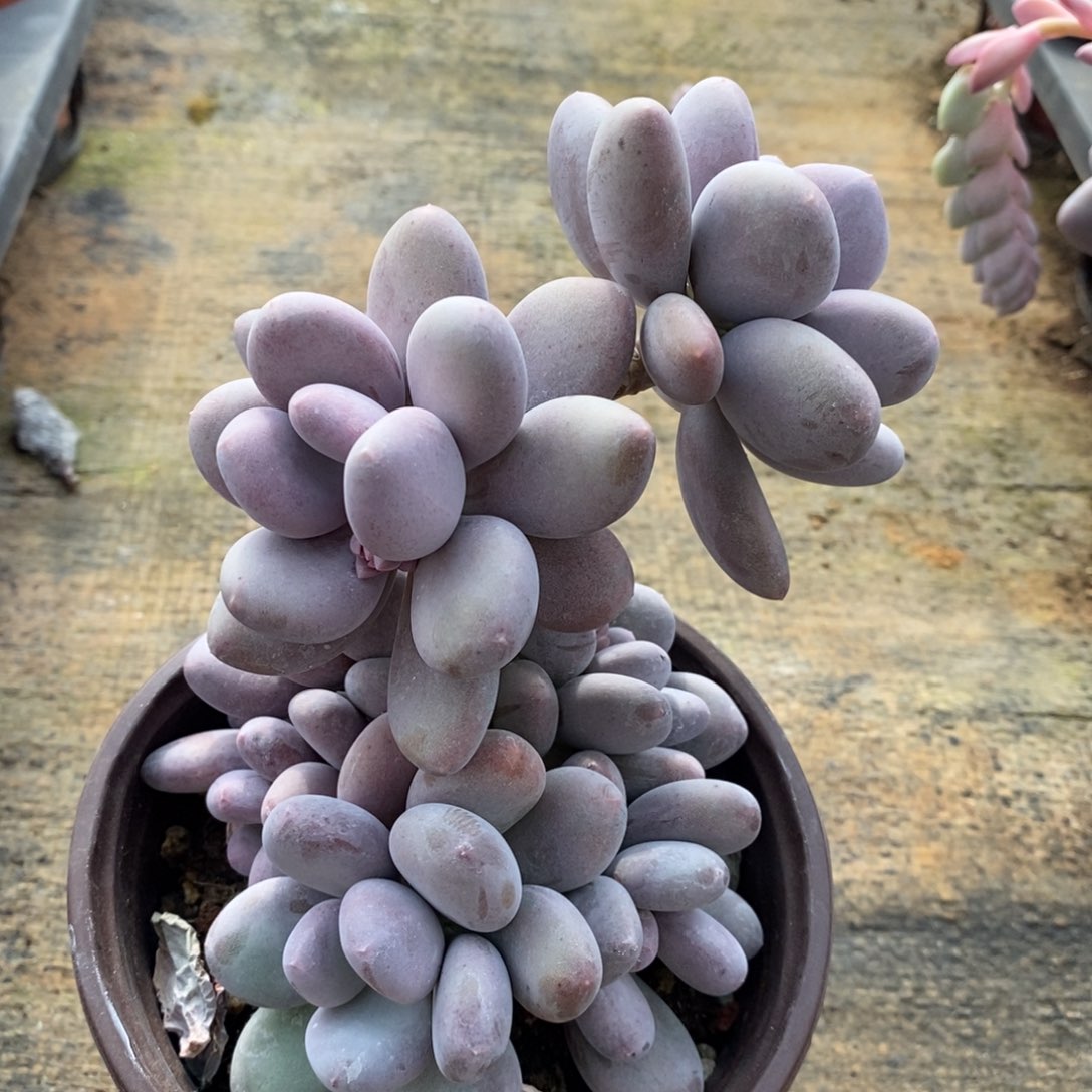 橙雪球，自然群，123456789