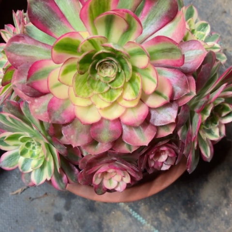 多肉植物万白锦。