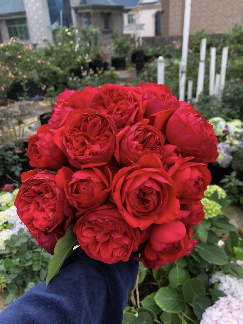 【红苹果】四季开花盆栽多颗月季