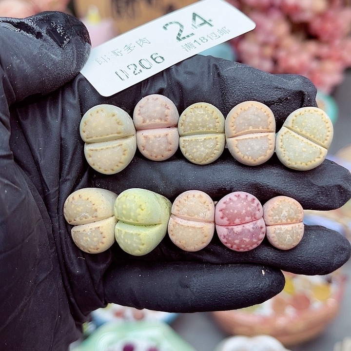 生石花满18包邮6-24